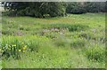 Wildflower meadow at Thorn road end