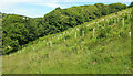 Tree guards near Bantham