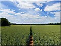 Footpath through the crop