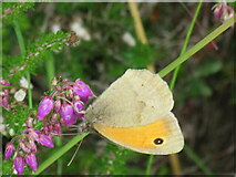 SE7690 : Meadow Brown by T  Eyre