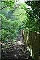 Wooded footpath