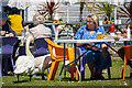 SZ6598 : "The swans have come to tea" - Southsea by Oliver Mills