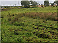 Cattle near Flemington Farm