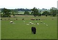 Cattle and sheep in pasture