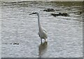 Little Egret in the Dunwich River