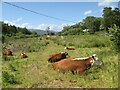 Peaceful cows