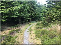 NS1476 : Path in forestry above Bishop’s Glen by Steven Brown