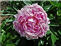 Pink peony at Fonthill House