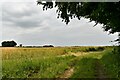 East Knoyle: Barley crop