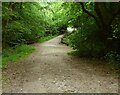 Footpath Junction, Ashdown Forest