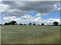 SJ5017 : Quiet wheat field by John H Darch