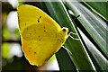 Stratford-Upon-Avon Butterfly Farm: Orange-Barred Sulphur 