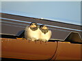 Juvenile Swallows