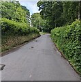 Hedge-lined road north of Longtown, Herefordshire