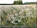 Wildflower meadow at Hog Hill House