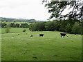 Cattle near East Mains