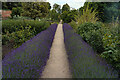 SK3722 : The lavender path by Malcolm Neal