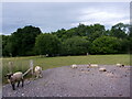 Sheep behind the bus shelter in London Road