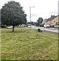 Tree on grass, Varteg, Torfaen