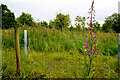 Overgrown garden, Ballynamullan