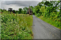 Cow parsley along Hawthorn Road