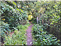 Footpath on Ord Hill, Strathpeffer