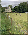 Rempstone: footpath and sheep