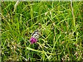 Marbled White