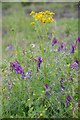 Vetch at Oliver Rd Lagoons