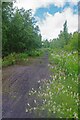 A Path Through Oliver Rd Reserve