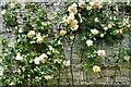 Rousham Park: Climbing roses on the dovecote wall