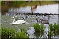 TL8641 : Mute Swan and cygnets by Philip Halling