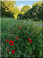 Baysgarth Park poppies, Barton-Upon-Humber