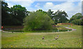 Geese & Pond, Nash Park