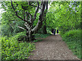 TQ1851 : Surrey public footpath 38, Box Hill by Robin Webster
