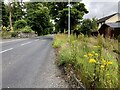 Overgrown weeds along Old Mountfield Road, Omagh