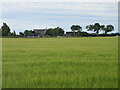 Barley field at Luthermuir