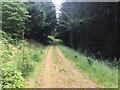 Forestry road, Drummond Hill