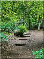 Stepped path in Corbar Woods