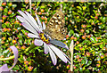 Speckled Wood Butterfly on an Osteospermum