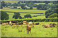 Cattle in summer pasture