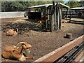 Goats, Capel Manor College centre, Crystal Palace Park