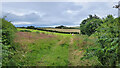 Small haylage field