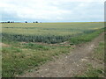 TF0351 : Large wheatfield, south of Dunsby Pit Plantation by Christine Johnstone