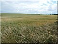 TF0251 : Brauncewell barley field by Christine Johnstone