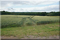 Wheat field near Papplewick