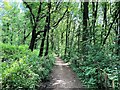 Bridleway in High Park Wood