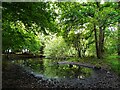 Woodland pond, The Woodyard, Epping