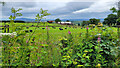 Haylage field, 2