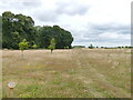 Woodland Meadow at Burial Park